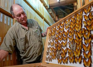 Steve Collins, coleccionista de mariposas