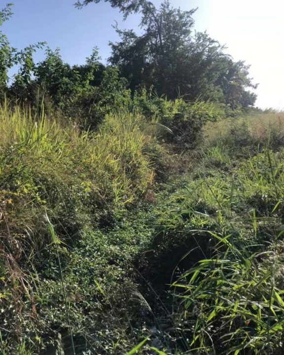 Material vegetal obstruye el drenaje de agua y es una situación repetitiva