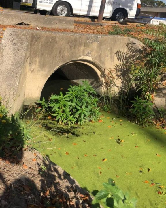 Drenaje obstruido por material vegetal provoca el estancamiento de agua