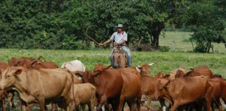 Fedenaga proyecta planes ambiciosos para el año 2025 en el sector agrícola y ganadero