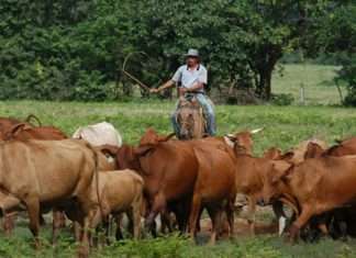 Fedenaga proyecta planes ambiciosos para el año 2025 en el sector agrícola y ganadero