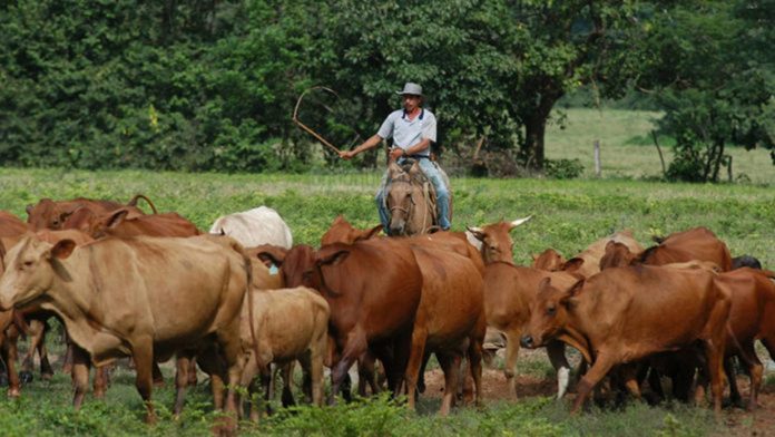 Fedenaga proyecta planes ambiciosos para el año 2025 en el sector agrícola y ganadero