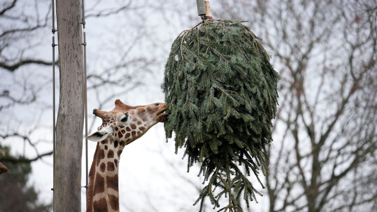 Zoológico de Berlín (1)