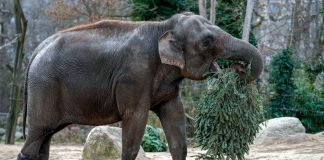 Zoológico de Berlín