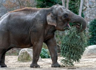 Zoológico de Berlín