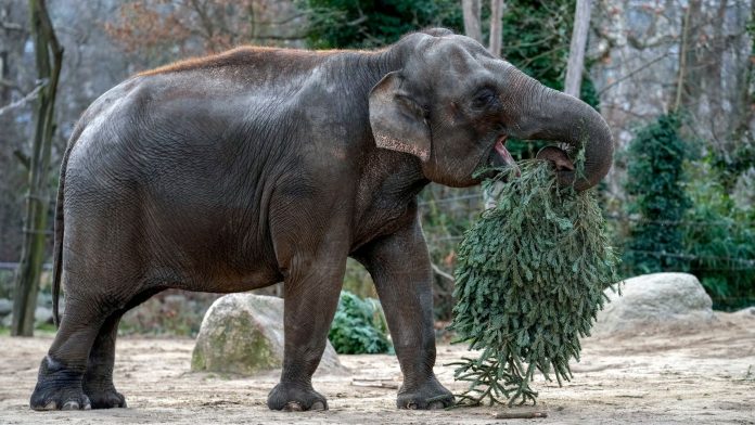 Zoológico de Berlín