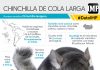 Infografía | Chinchilla de cola larga