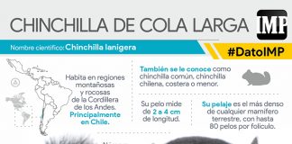 Infografía | Chinchilla de cola larga