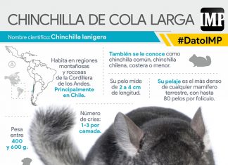 Infografía | Chinchilla de cola larga