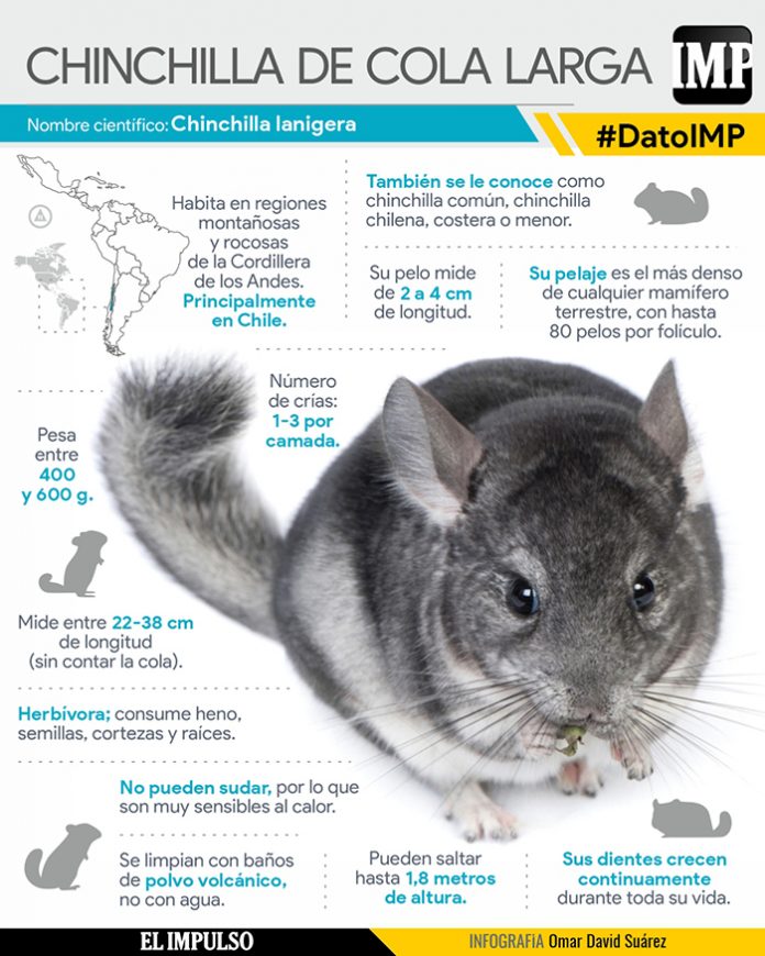 Infografía | Chinchilla de cola larga