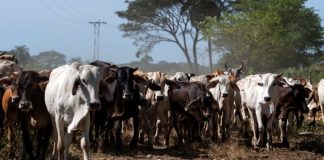 Producción de carne en Venezuela registra un aumento a 290 mil toneladas