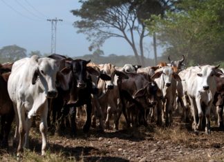 Producción de carne en Venezuela registra un aumento a 290 mil toneladas