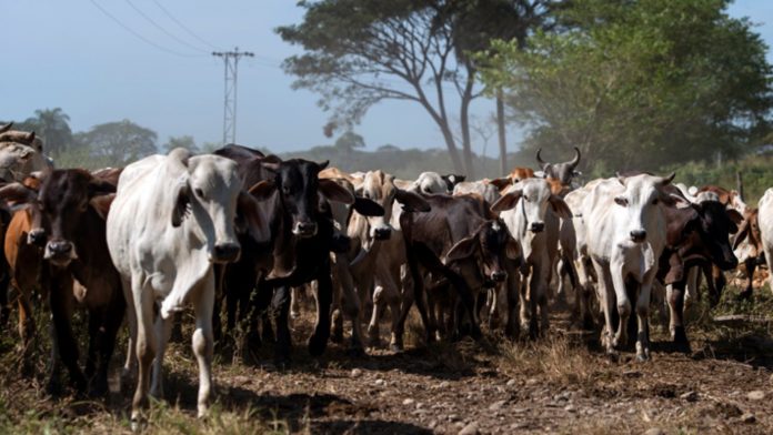 Producción de carne en Venezuela registra un aumento a 290 mil toneladas