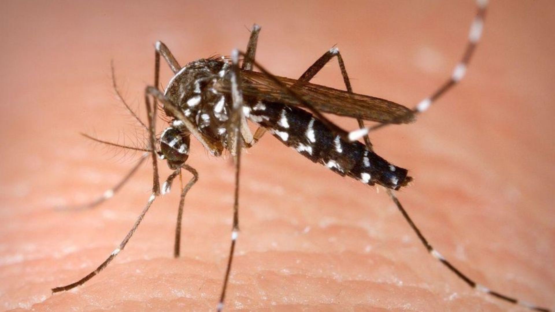 OPS pide reforzar control vectorial de Chikunguña: Más de 200.000 casos en América Latina #1Sep
